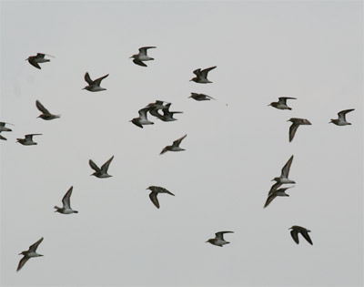 Least Sandpipers flying