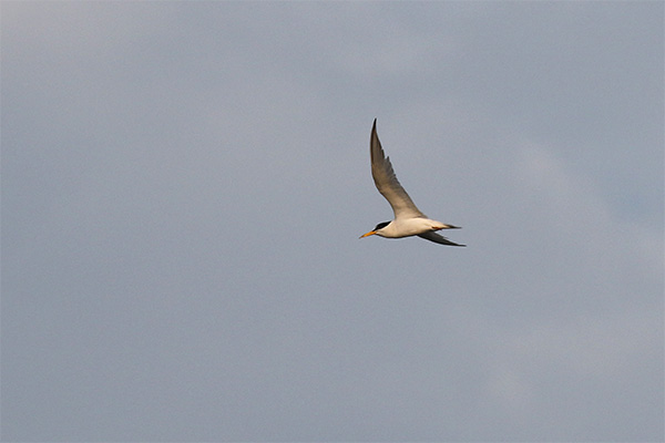 Least Tern