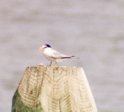 Least Tern