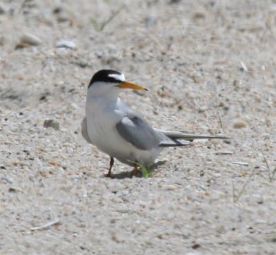 Least Tern