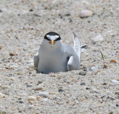 Least Tern