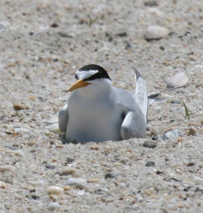 Least Tern