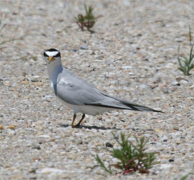 Least Tern