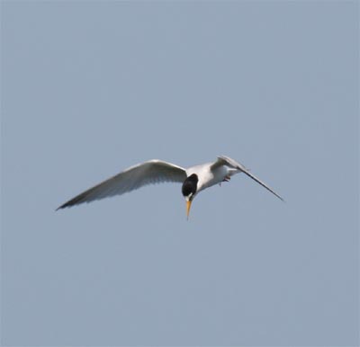 Least Tern