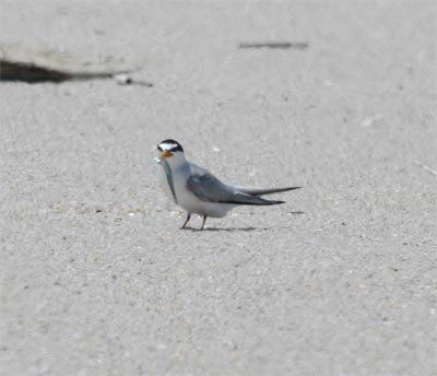 Least Tern