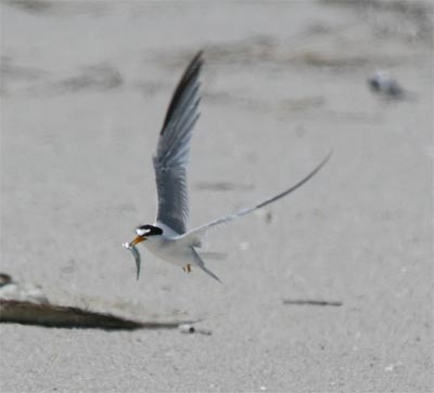 Least Tern