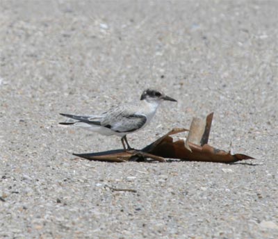 Least Tern