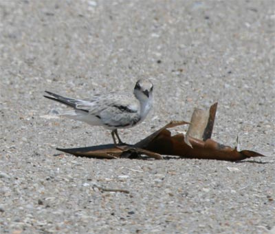 Least Tern