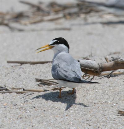 Least Tern