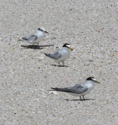 Least Tern