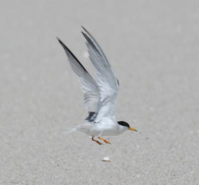 Least Tern