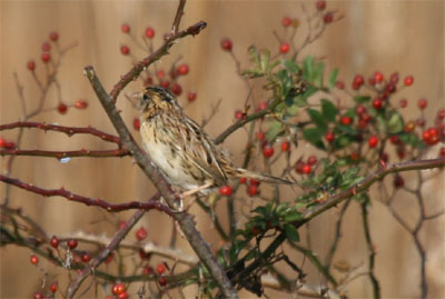 Le Conte's Sparrow