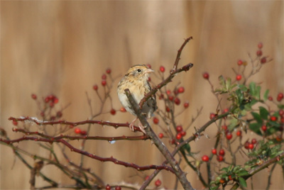 Le Conte's Sparrow