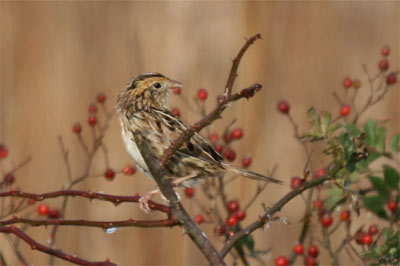 Le Conte's Sparrow