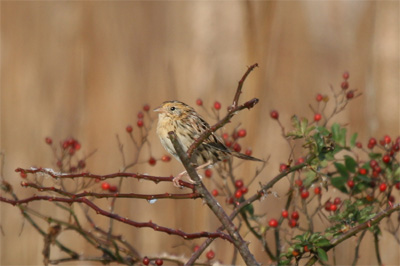 Le Conte's Sparrow