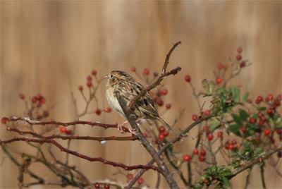 Le Conte's Sparrow