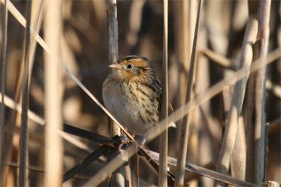 Le Conte's Sparrow