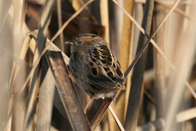 Le Conte's Sparrow