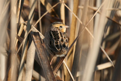 Le Conte's Sparrow