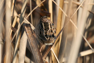 Le Conte's Sparrow