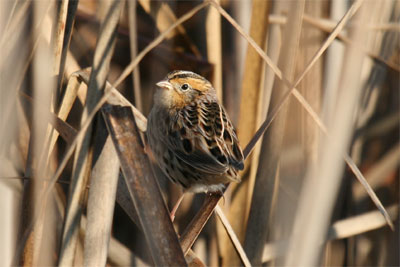 Le Conte's Sparrow