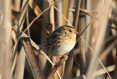 Le Conte's Sparrow