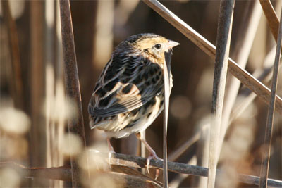 Le Conte's Sparrow