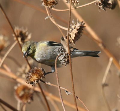 Lesser Goldfinch