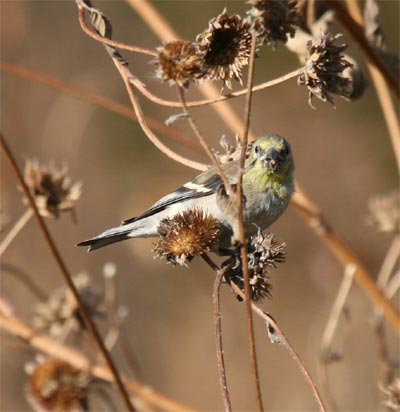 Lesser Goldfinch