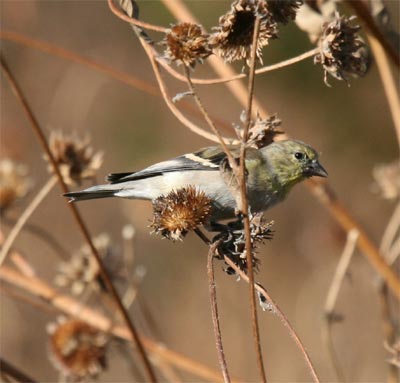 Lesser Goldfinch