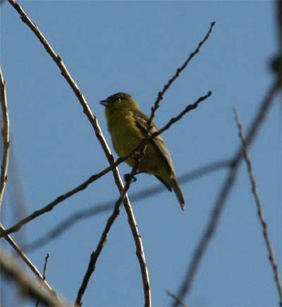 Lesser Goldfinch