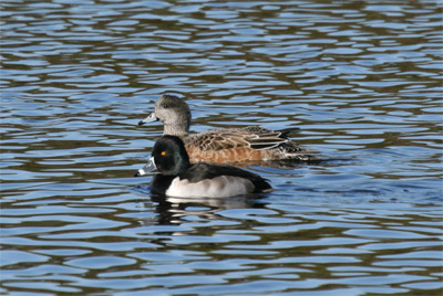 Lesser Scaup and Female Wigeon