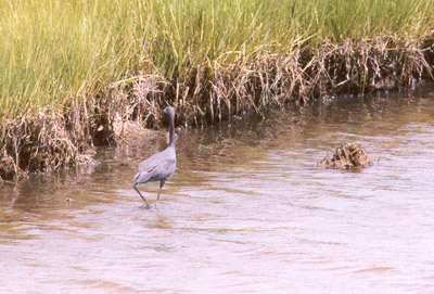 Little Blue Heron