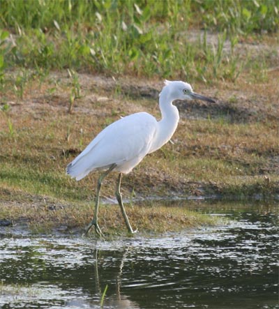 Immature Little Blue Heron