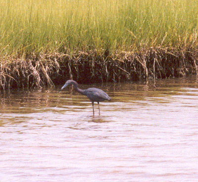 Little Blue Heron