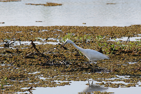 Little Blue Heron