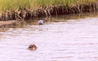 Little Blue Heron