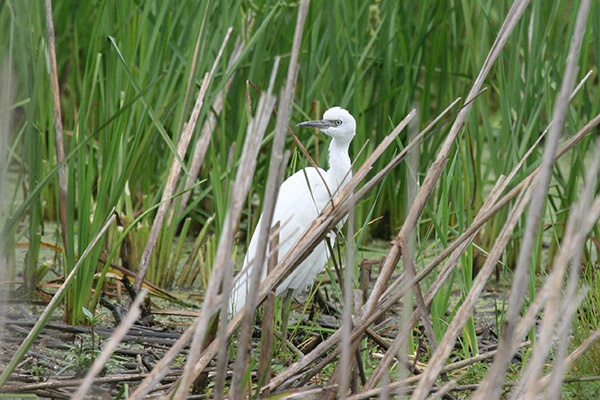 Immature Little Blue Heron