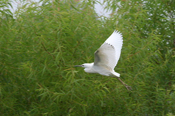 Immature Little Blue Heron