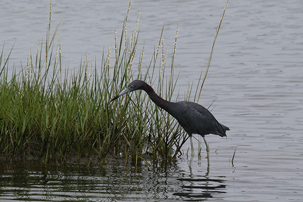 Little Blue Heron