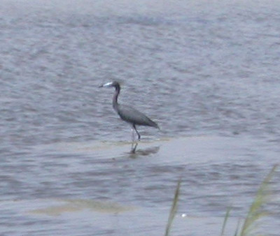 Little Blue Heron