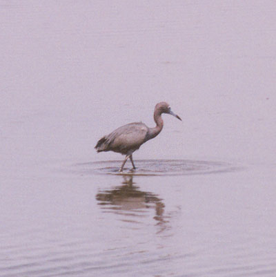 Little Blue Heron