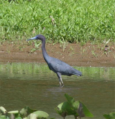 Little Blue Heron