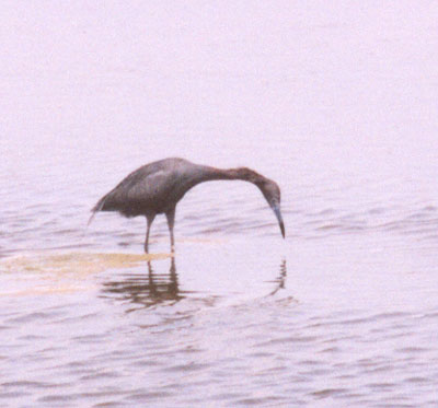 Little Blue Heron