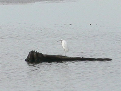 Immature Little Blue Heron