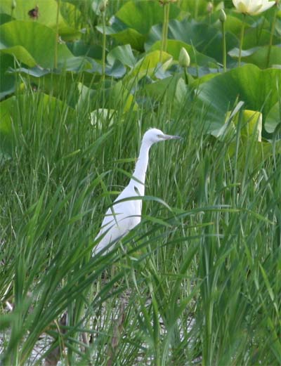 Immature Little Blue Heron