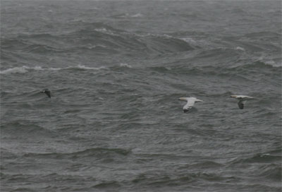 Long Tailed Duck and Gannets