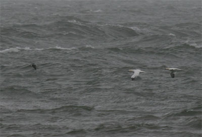 Northern Gannet and Scoters