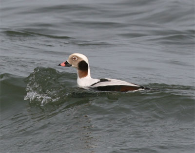 Long-tailed Duck