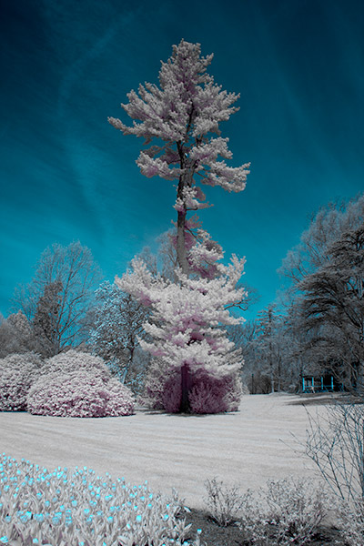 longwood21apr2018_5054IR